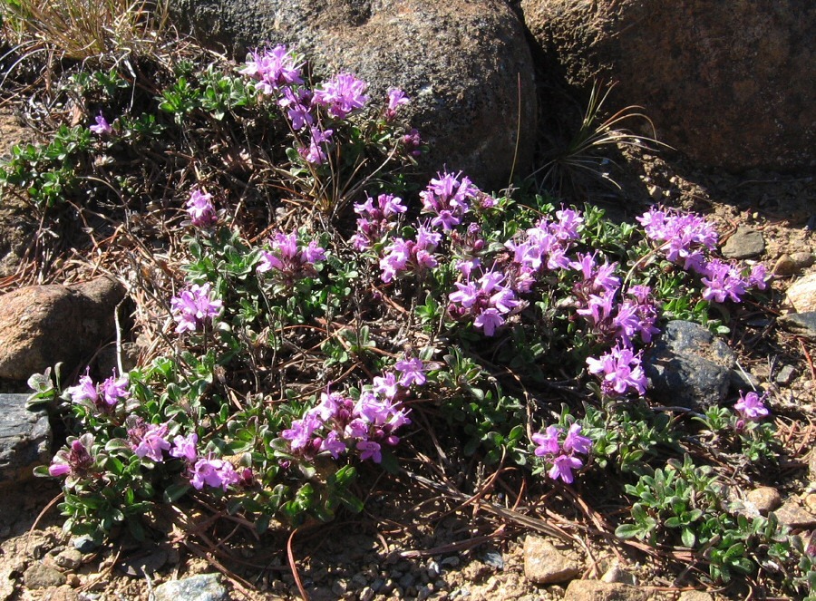 Изображение особи Thymus paucifolius.