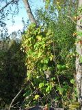 Humulus lupulus. Плодоносящее растение на стволе ольхи. Смоленская обл., Смоленский р-н, окр. пос. Каспля. 30.09.2010.