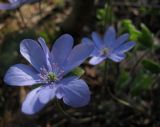 Hepatica nobilis