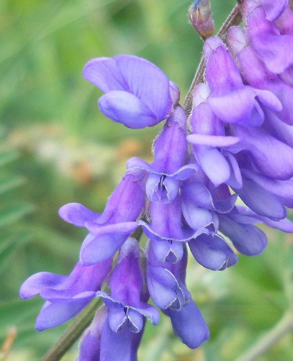 Изображение особи Vicia cracca.