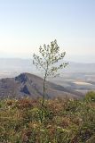Stubendorffia orientalis. Отцветающее растение. Южный Казахстан, Верхний Боролдай, ущ. Карасай, южный гребень, высота 1450 м н.у.м. 05.07.2011.