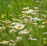 Anthemis ruthenica. Верхушки побегов с соцветиями и кормящимися жуками. Черноморское побережье Кавказа, Новороссийск, близ Суджукской лагуны. 23 мая 2010 г.