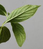 Hydrangea macrophylla