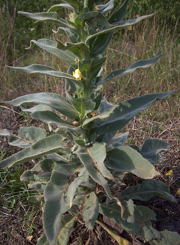 Image of Verbascum densiflorum specimen.