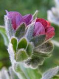 Cynoglossum officinale