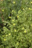 Potentilla supina