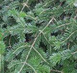 Abies nordmanniana