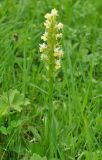 Dactylorhiza подвид georgica