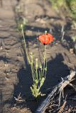 Papaver pavoninum. Цветущее и плодоносящее растение. Южный Казахстан, восточная граница пустыни Кызылкум. 07.05.2013.