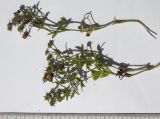 Potentilla humifusa