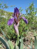 Iris glaucescens