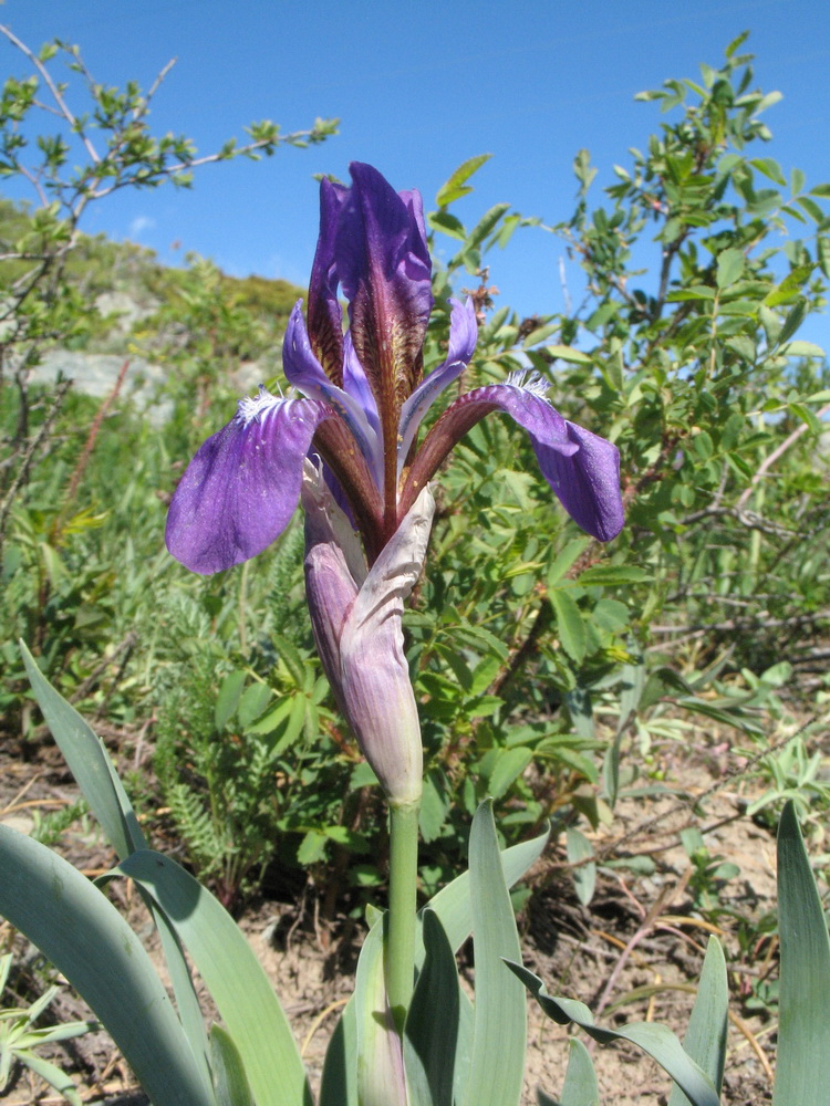 Изображение особи Iris glaucescens.