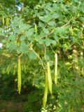 Caragana arborescens