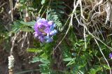 Oxytropis glabra