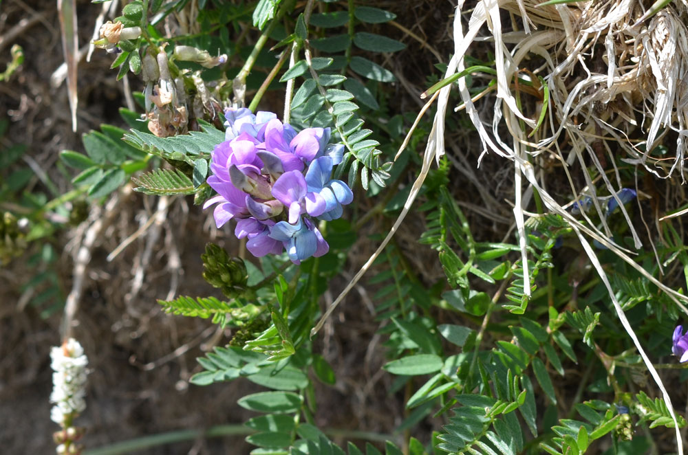 Изображение особи Oxytropis glabra.