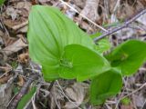 Maianthemum dilatatum