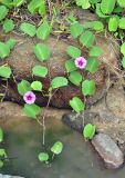 Ipomoea pes-caprae