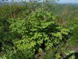 Aralia continentalis