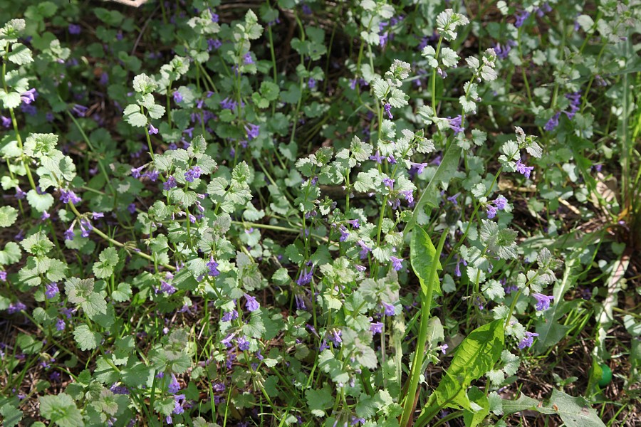 Изображение особи Glechoma hederacea.