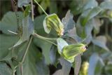 Passiflora caerulea