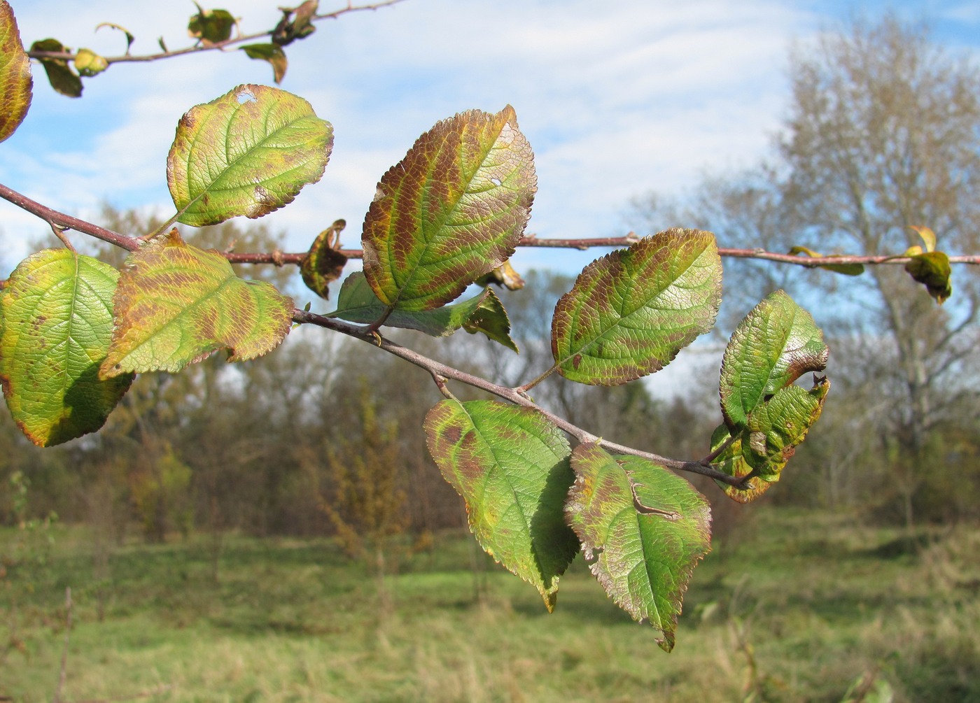 Изображение особи Malus orientalis.