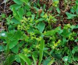 Sibbaldia procumbens