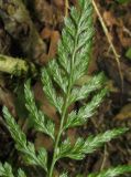 Asplenium onopteris