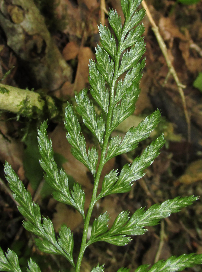 Изображение особи Asplenium onopteris.