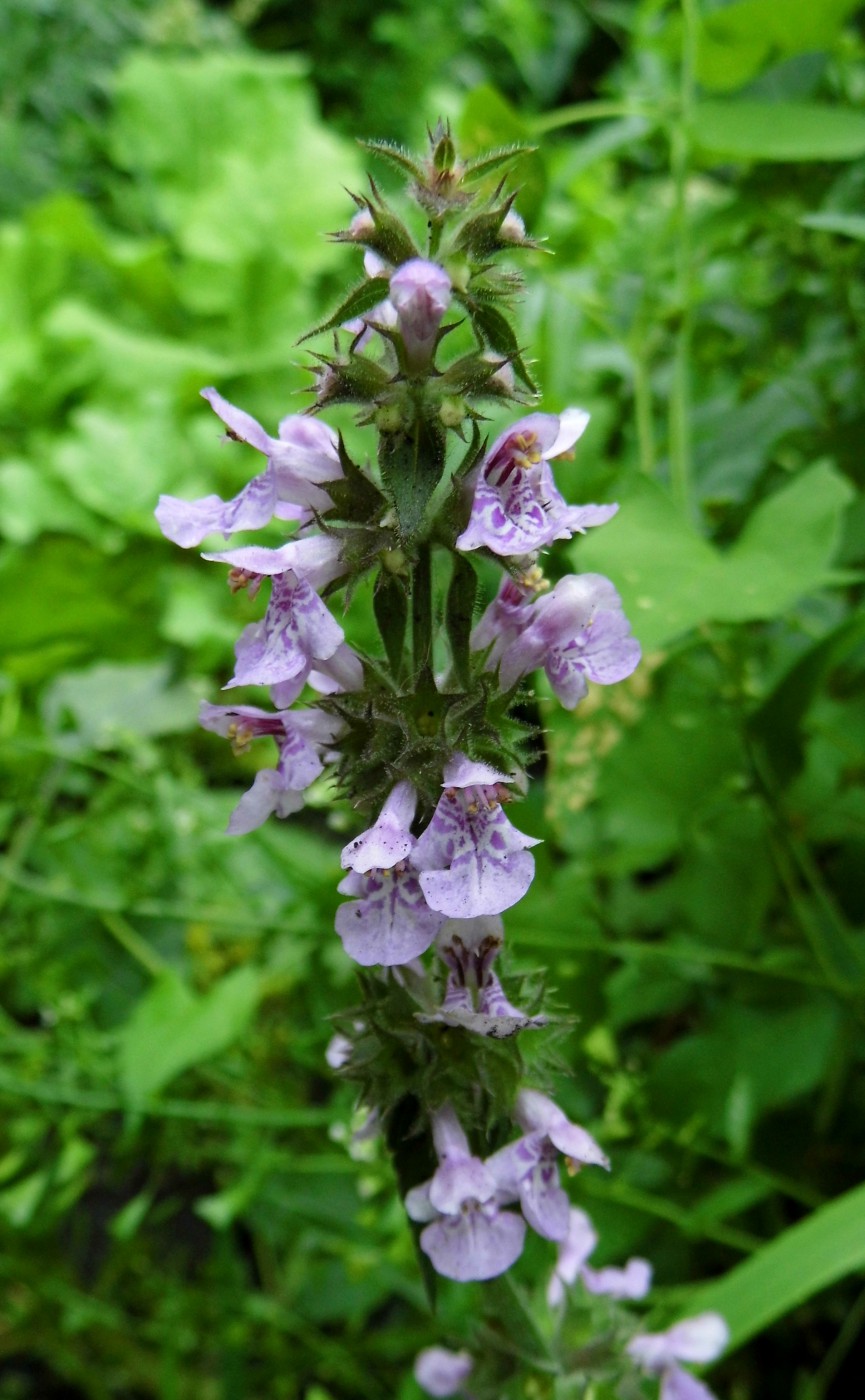 Изображение особи Stachys palustris.