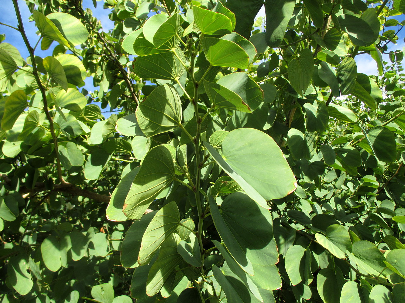 Изображение особи Bauhinia variegata.