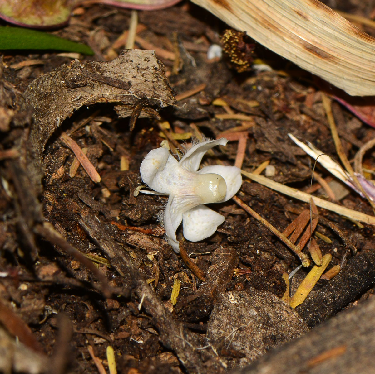Изображение особи Myoporum parvifolium.