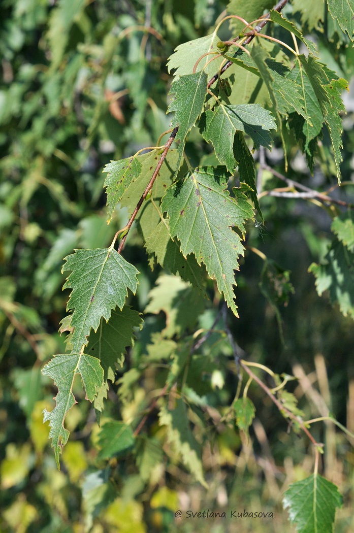 Изображение особи Betula pendula.