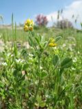 Medicago meyeri. Верхушка цветущего растения в сообществе с Arenaria serpyllifolia. Южный Казахстан, Зап. Тянь-Шань, зап. оконечность Таласского Алатау, каньон Машат, глинистый степной склон зап. экспозиции. 21 апреля 2017 г.