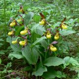 Cypripedium calceolus. Цветущие растения. Свердловская обл., окр. г. Североуральск, сосново-еловый лес. 25.06.2017.