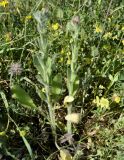 Echium plantagineum