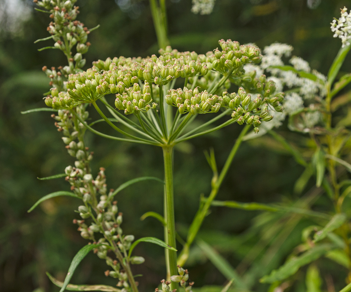 Изображение особи Cenolophium fischeri.