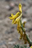 Corydalis stricta