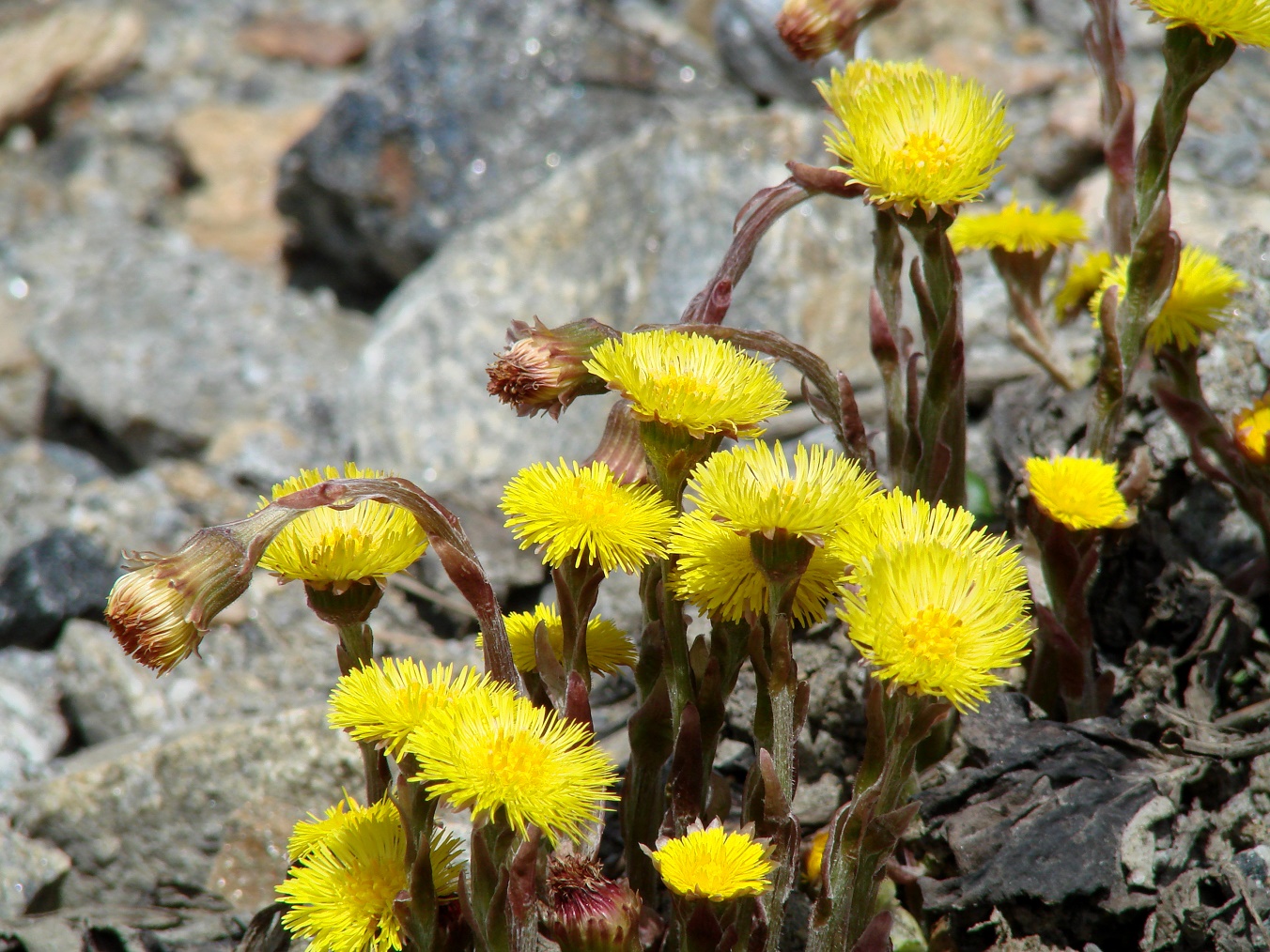 Image of Tussilago farfara specimen.