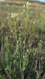 Camelina rumelica