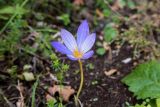 Crocus speciosus. Цветок. Крым, Гора \"Ай-Петри\", перелесок. 21.09.2018.