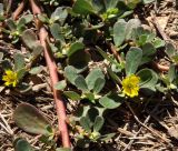 Portulaca oleracea