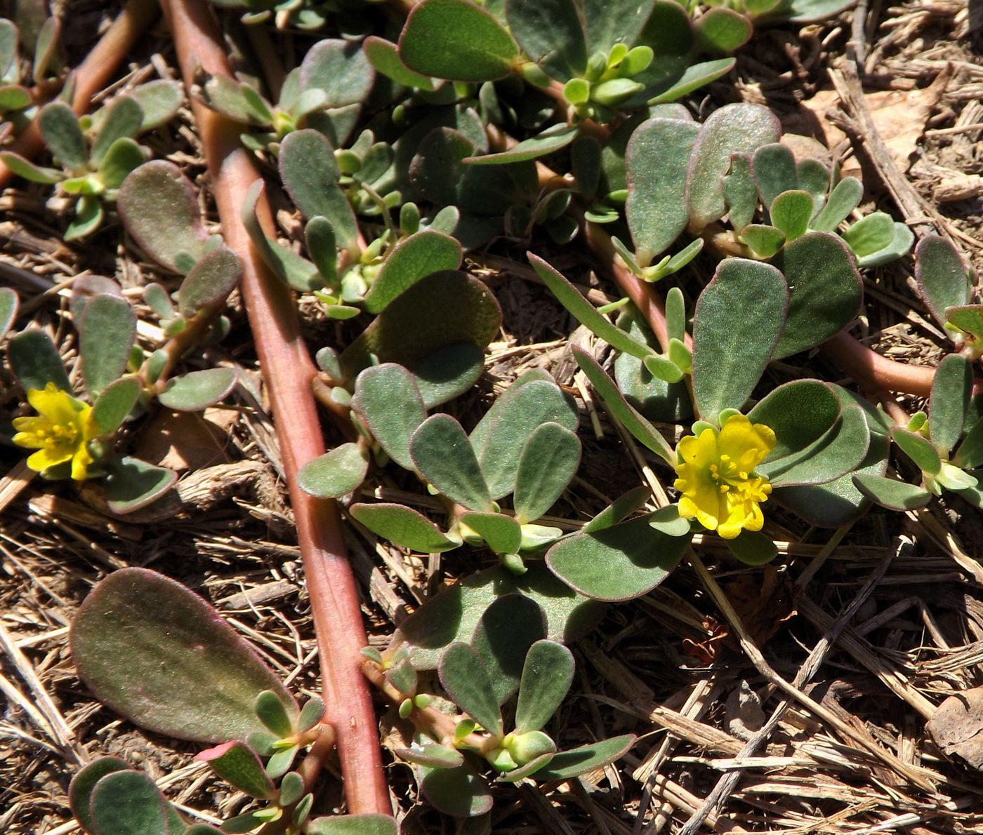 Изображение особи Portulaca oleracea.