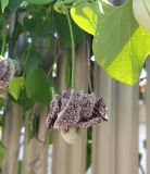 Aristolochia littoralis