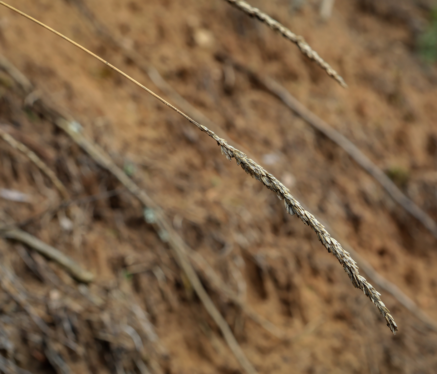 Изображение особи семейство Poaceae.