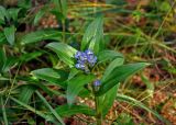 Gentiana cruciata. Верхушка побега с соцветием. Челябинская обл., Миасский гор. округ, берег оз. Тургояк, луг на опушке сосняка. 05.08.2019.