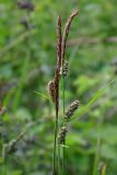 Carex tomentosa. Верхушки плодоносящих побегов. Республика Адыгея, г. Майкоп, южная окраина, водораздельный хребет Нагиеж-Уашх, поросший ежевикой луг. 24.05.2020.