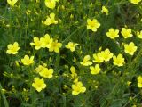 Linum linearifolium