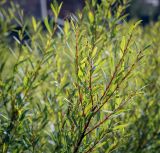 Salix purpurea