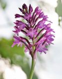 Anacamptis pyramidalis. Соцветие. Краснодарский край, м/о Новороссийск, окр. с. Сукко, окр. оз. Сукко, залесённый левый борт. 10.06.2019.