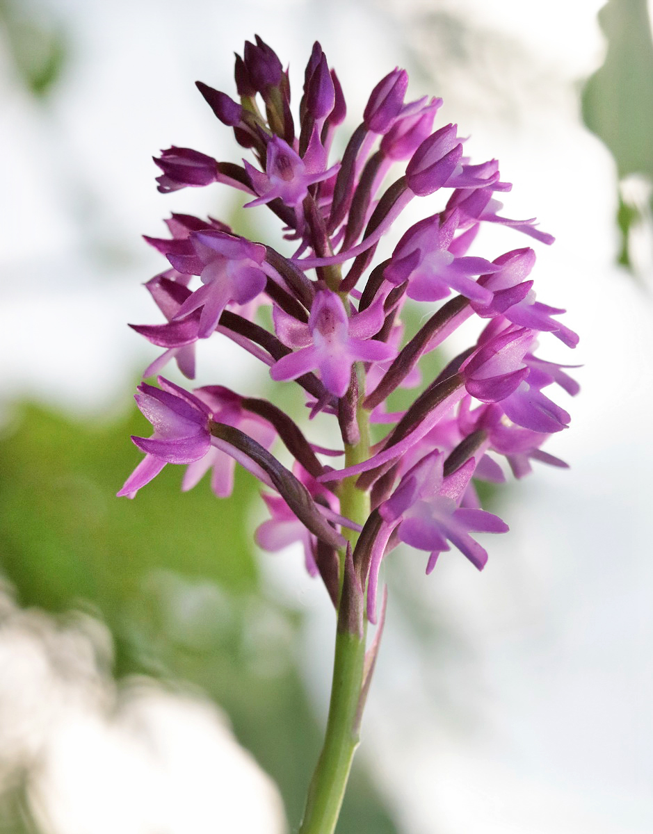 Изображение особи Anacamptis pyramidalis.